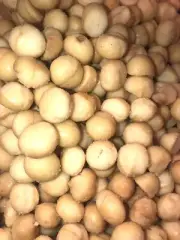 macadamia nuts