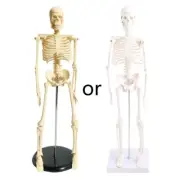 Medical Mini Human Skeleton Model for Anatomy 17.72 Full Body Skeleton Model