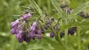 Comfrey 20seeds Compost activator Companion Plant ED Age