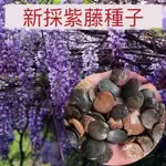 【紫藤花種子】一元一粒 藤花種子發芽率99% 日本多花紫藤種子盆栽 稀有品種 超高產