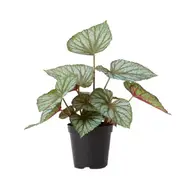 [Elme Living] Begonia Re x Potted - 46 x 43 x 47cm