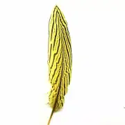 6" to 10" Silver Pheasant Tail Feather - Yellow