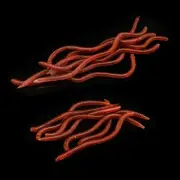 Colorful and Lifelike Earthworm Soft Bait Ideal for Successful Fishing