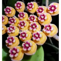 在飛比找蝦皮購物優惠-【天堂花園 Paradise Garden】 Hoya wa