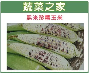 【蔬菜之家】G04.糯玉米(黑美珍)種子 (共兩種包裝可選)