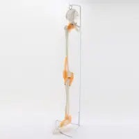 在飛比找蝦皮商城優惠-骨下肢骨帶韌帶脛腓骨和股骨骨盆人體骨骼模型醫學教學MJG00