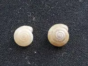 #T200 Pair of Helicidae Trichia Hispida, Belgium, approx. 9mm land snail shells
