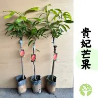 在飛比找蝦皮購物優惠-［農夫世家］貴妃芒果 果皮帶有星斑 抗病能力強 嫁接苗 全日