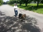 8 Ft Hands Free Dog Leash Cycling, Jogging Single Dog.