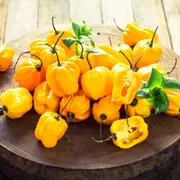 Chilli - Habanero Yellow seeds