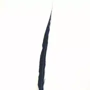30" to 38" Lady Amherst Pheasant Side Tail Feather - Navy