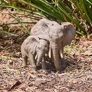 [Northcote Pottery] Elephant Mum and Baby Resin Statue, 30 x 24 x 26 cm