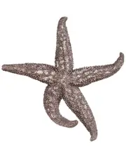 Howard Elliot Deep Pewter Starfish