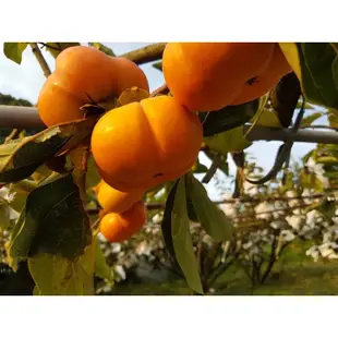 水果禮盒 次郎甜柿 （大雪山）免運產季約9月