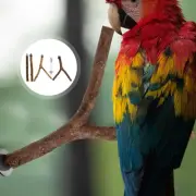 4 Pcs Sun Conure Accessories Cockatiel for Cage Feeders Parrot Standing Stick
