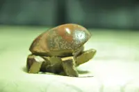 在飛比找Yahoo!奇摩拍賣優惠-蘇瑞鹿  太極石雕創作  鐵丸石太極龜 7