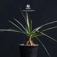 在飛比找蝦皮購物優惠-SL’s 植物園-具喙絲蘭Yucca rostrata