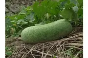 WAX GOURD / Winter Melon seeds
