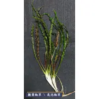 在飛比找蝦皮購物優惠-緞帶椒草 水草 2株/50元