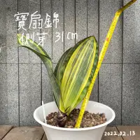 在飛比找蝦皮購物優惠-特殊虎尾蘭/銀冠/佛手錦/法蘭西斯/1970/銀后/黃中斑/