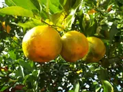 Buy Orange Bergamot Citrus Fruit Tree (Citrus aurantium ssp bergamia)