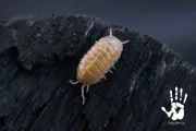 (LAG) 10+ T+ Albino Armadillidium vulgare Isopods - Bioactive Cleaner -