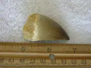 Dinosaur fossil teeth Jumbo Mosasaurus FD08