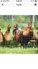 Hardware Cloth Galvanized Welded Fence Wire Mesh Chicken Coop/Run/Cage/Pen
