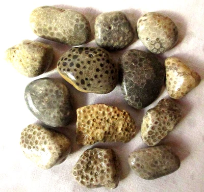 13 Unpolished Michigan Petoskey Stone - Devonian Coral Fossil - 5.5+lb - 2.57Kg