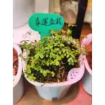 懶人盆栽/小葉幸運草/白紋田字草/可愛登場