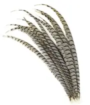 1 Piece Lady Amherst CENTER Pheasant Feathers 30-35" Zebra-Look; Halloween/Craft