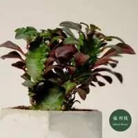 在飛比找蝦皮購物優惠-彩雲閣│Euphorbia trigona│福所栽│水泥盆器