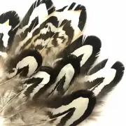 Natural Black White Reeves Pheasant Feather Plumage x 10pcs