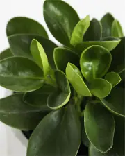 Peperomia