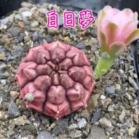 在飛比找蝦皮購物優惠-↠有植感↞ ▮白日夢▮ 仙人掌 多肉植物 多肉 Succul