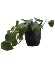 Thorsen's Greenhouse Green Philodendron in Small Brushed Silver Pot