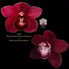 Cymbidium SeedlingL029 (Regal Flames 'Queen of Hearts' x Khan Fury 'Black plum')