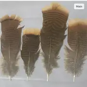 12 Grade #2 Rio Grande Wild Turkey Pre-Tail Skirt Feathers