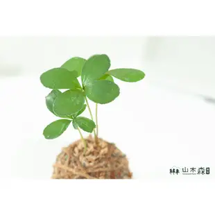 室內植物 幸運木 鐵樹 苔球 觀葉植物 療癒植栽 耐陰植物 居家擺設 送禮小物