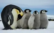 penguin photography poster accent wall decor
