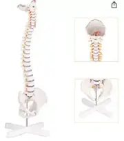 RONTEN Spine Model 31" Life Size Spinal Cord Model with Vertebrae Nerves NEW