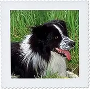 8x8 inch Quilt Square - Border Collie Dogs Border Collie