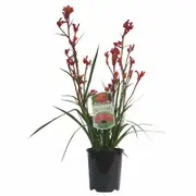 140mm Kangaroo Paw - Anigozanthos hybrid 'Bush Blitz'