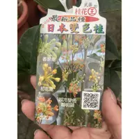 在飛比找蝦皮購物優惠-《花果山🐒》 -- 桂花王「日本變色桂」6寸盆