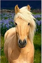 Diamond Painting Kits with Tools, Meecaa Horse Animal DIY 5D Full Drill Cross Stitch Diamond Mosaic Art Crafts 30x40cm (Horse)