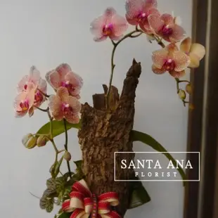 【Santa Ana】常伴相隨蘭花盆栽(蝴蝶蘭與樹皮與植栽的組合)