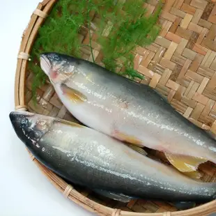 【築地一番鮮】宜蘭特選巨無霸XXL爆卵香魚共2盒(920g/盒)