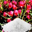 Australian Red Boronia Bath Salts/Bath Soak Relaxing Aromatherapy Luxury