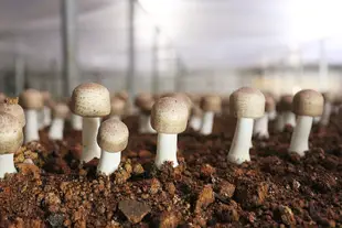 【亞源泉】巴西蘑菇100g(高山香菇) (8.4折)
