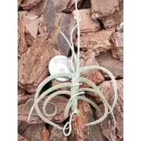 在飛比找蝦皮購物優惠-綠房子空氣鳳梨   Tillandsia crocata C